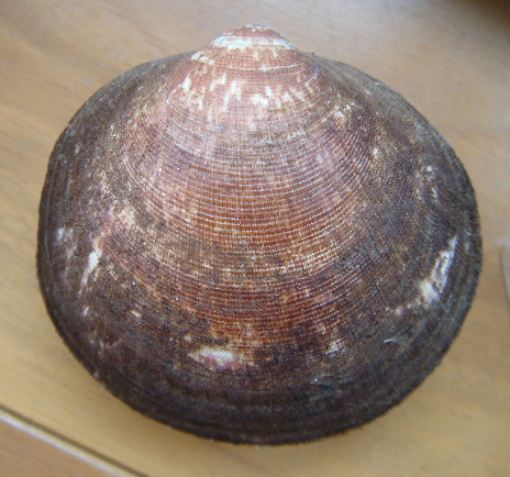 Glycymeris sp.
